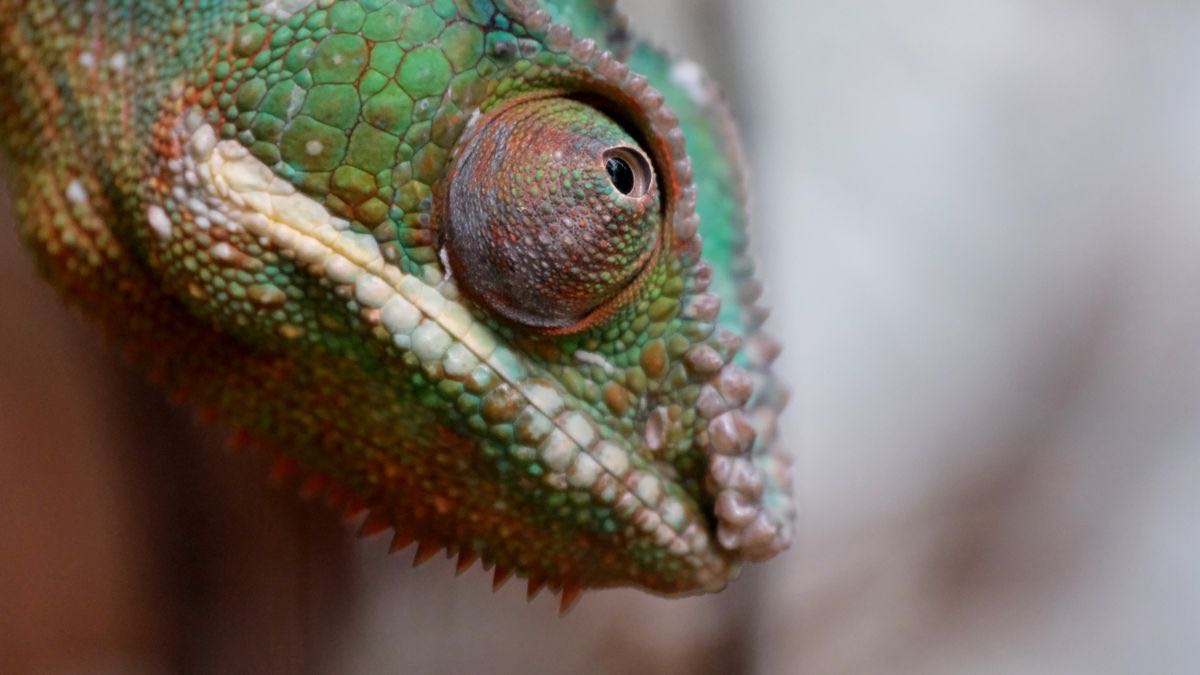 A green chameleon blending into its surroundings — a Python HTTP client impersonating a browser's TLS fingerprint